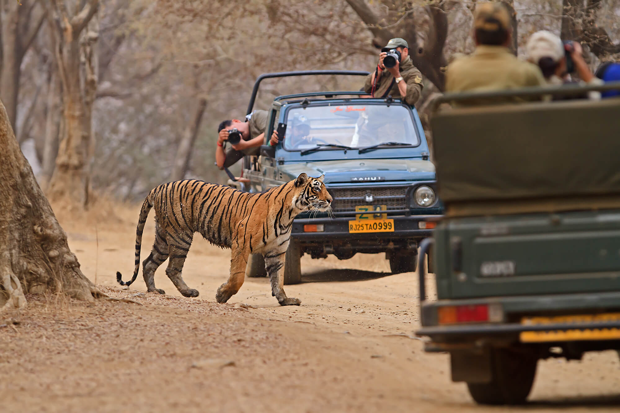 tiger and bird