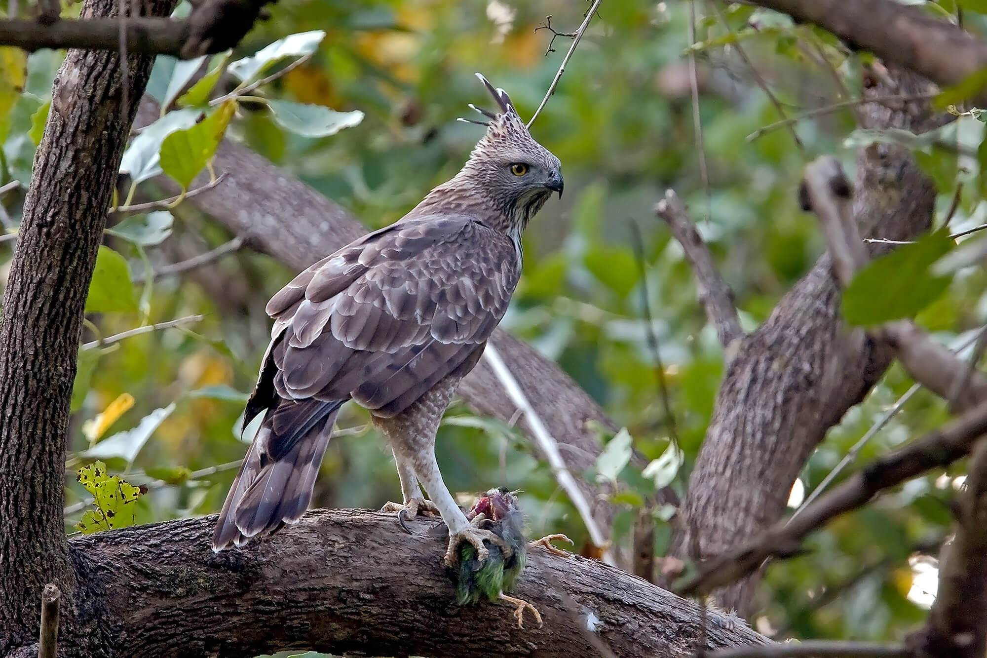 Changeable Hawk-Eagle_Corbett - tiger safari 2