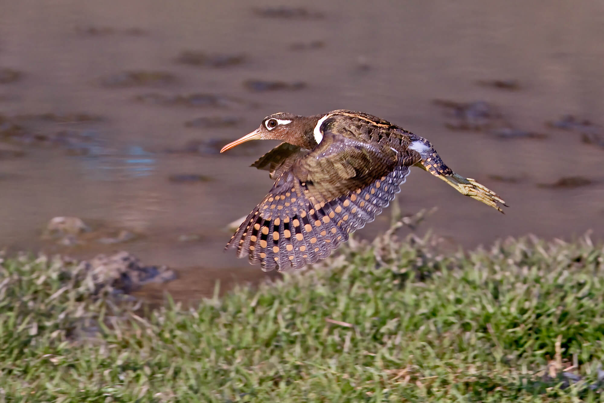 Greater Painted Snipe_Bharatpur