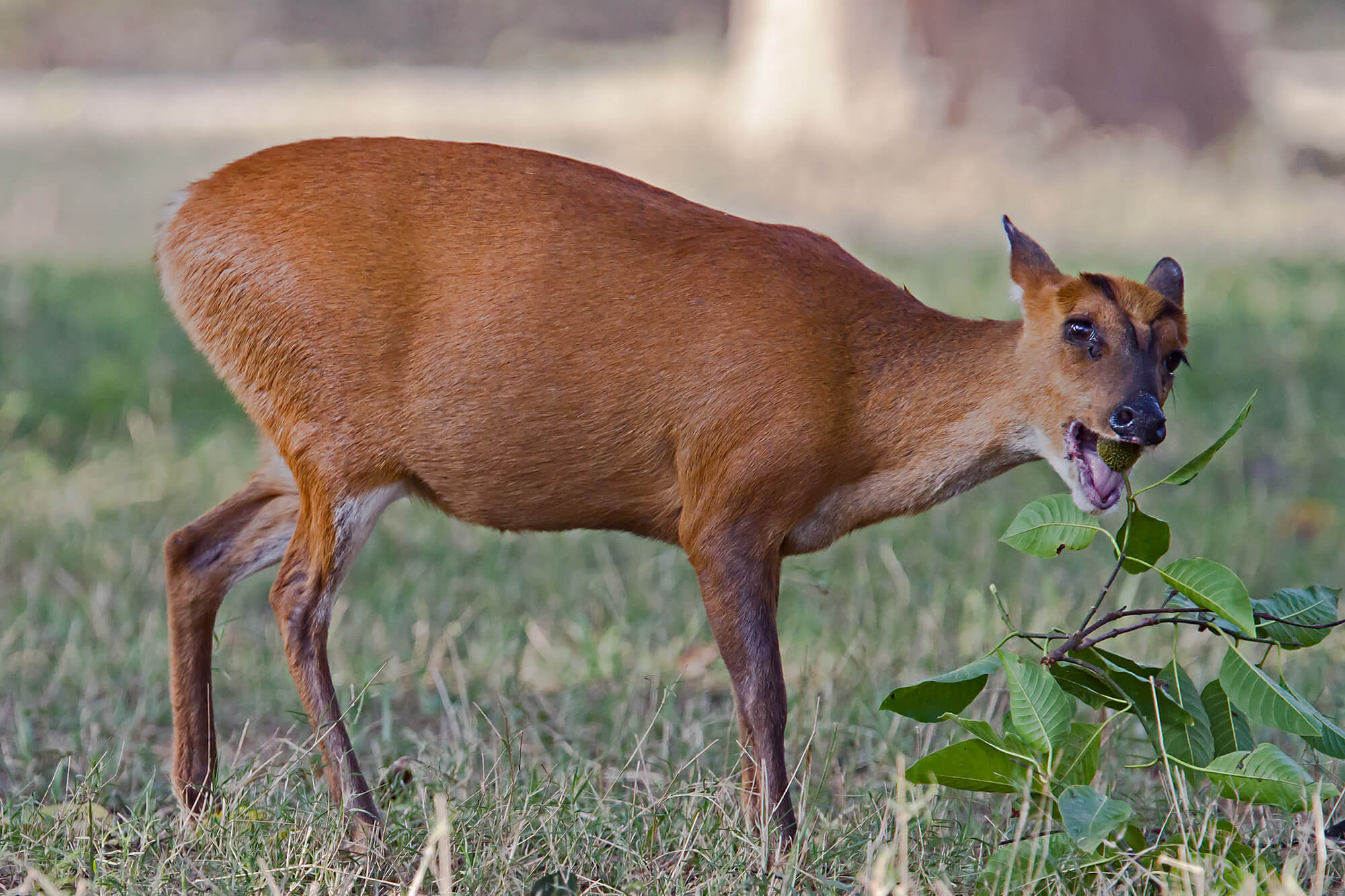 Hog_Deer_Corbett_MG_8659