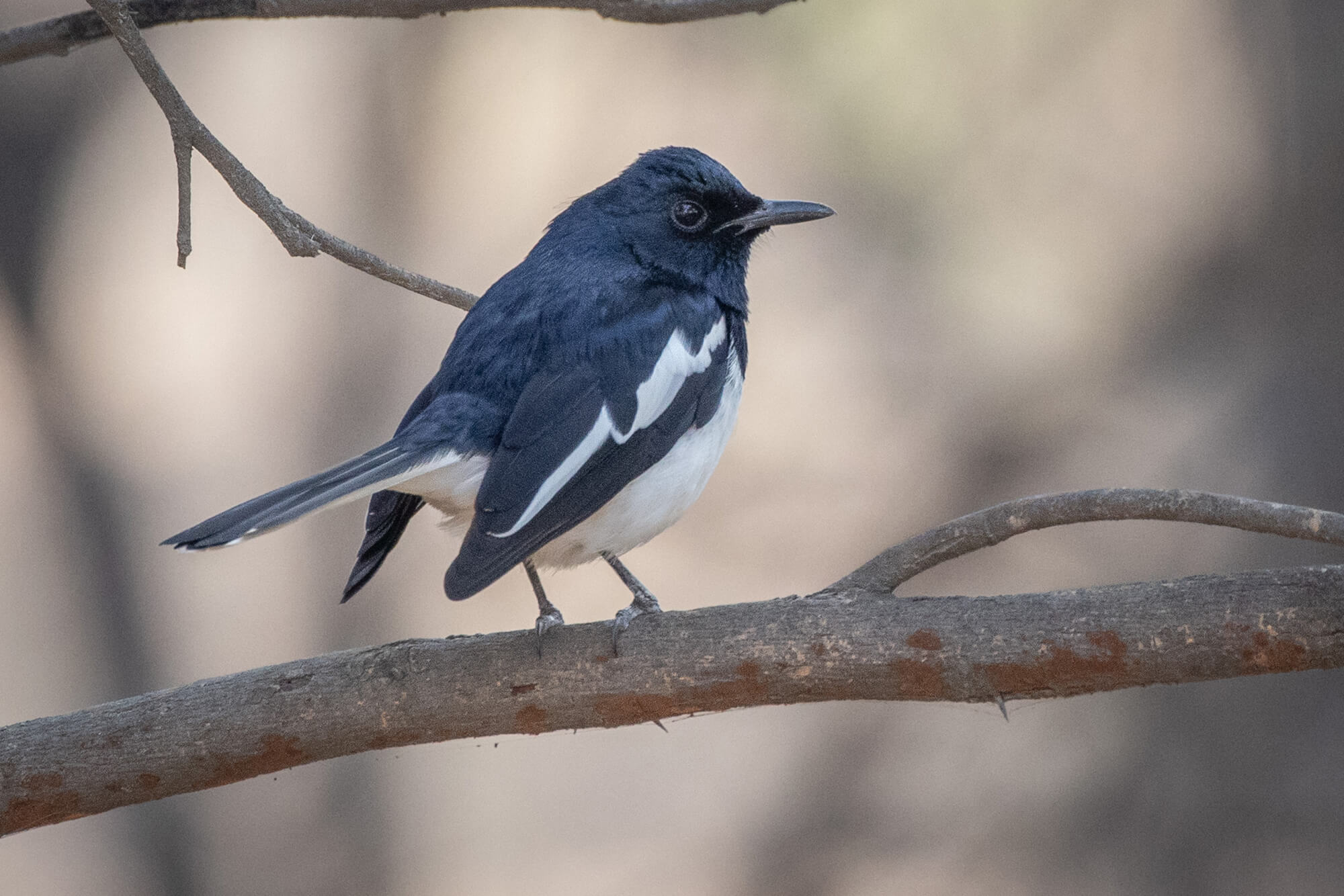 Monsoon birding 1