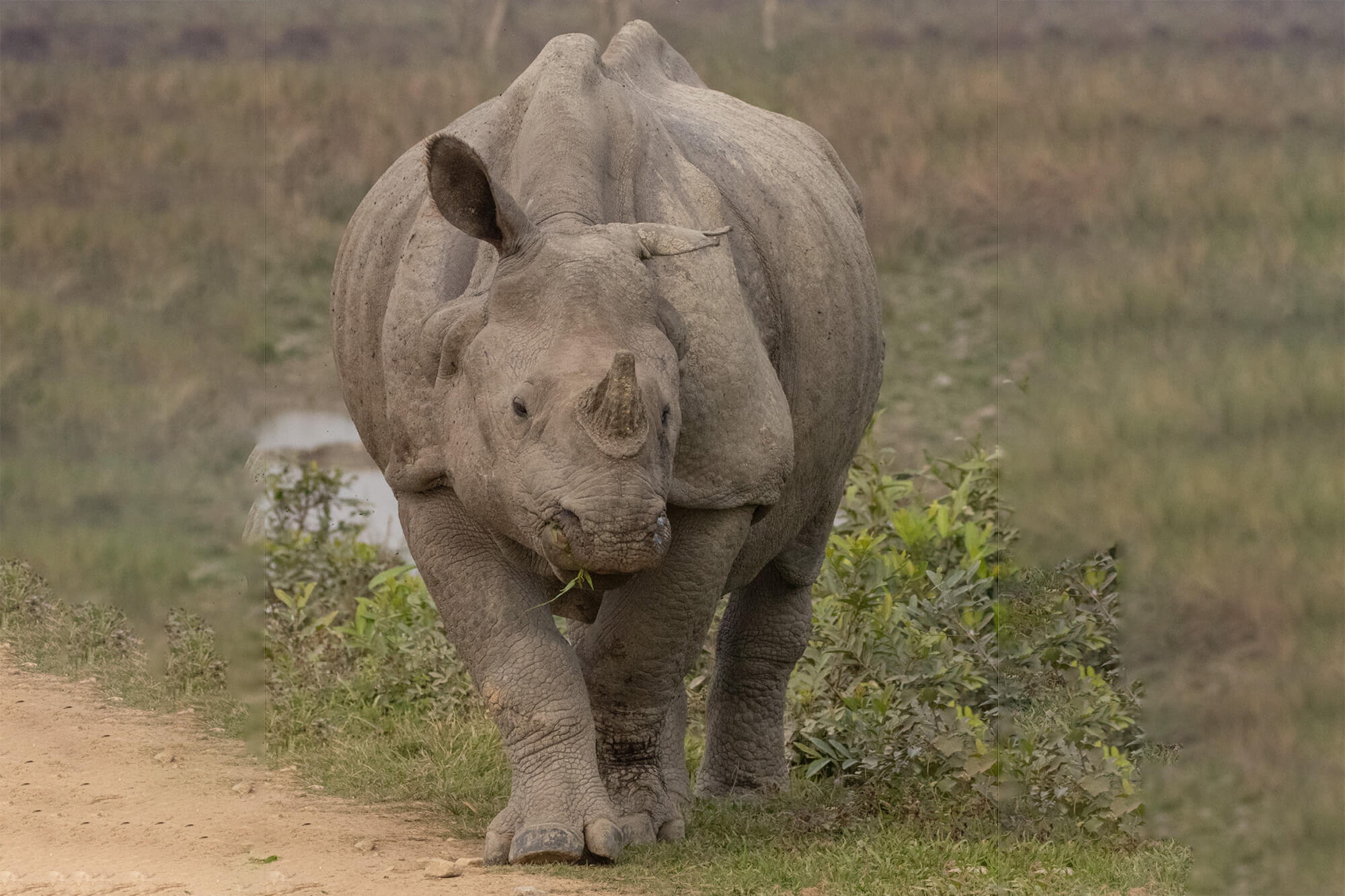 One-horned Rhino NE