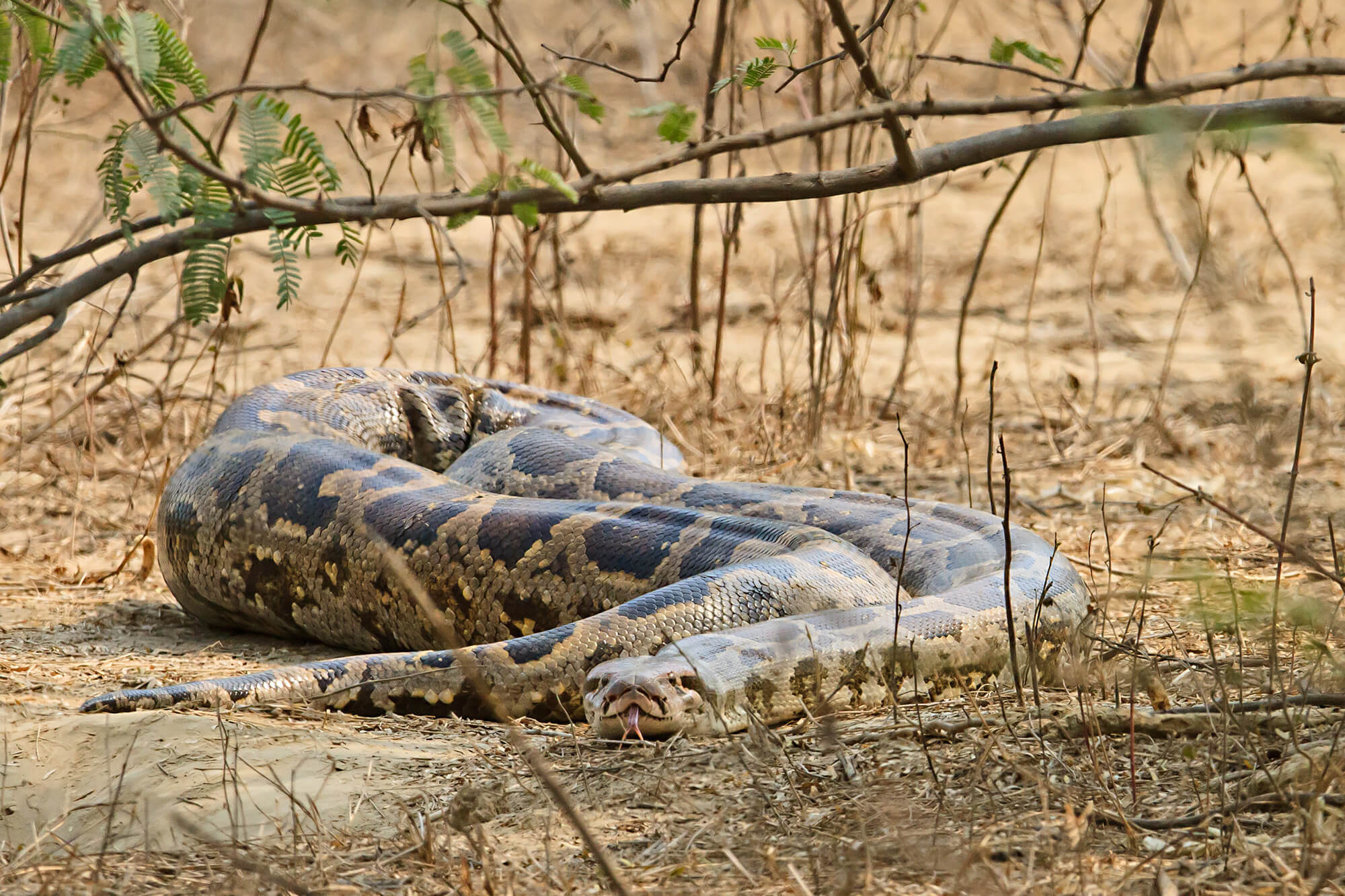 Rock_Python_Keoladeo_MG_9397