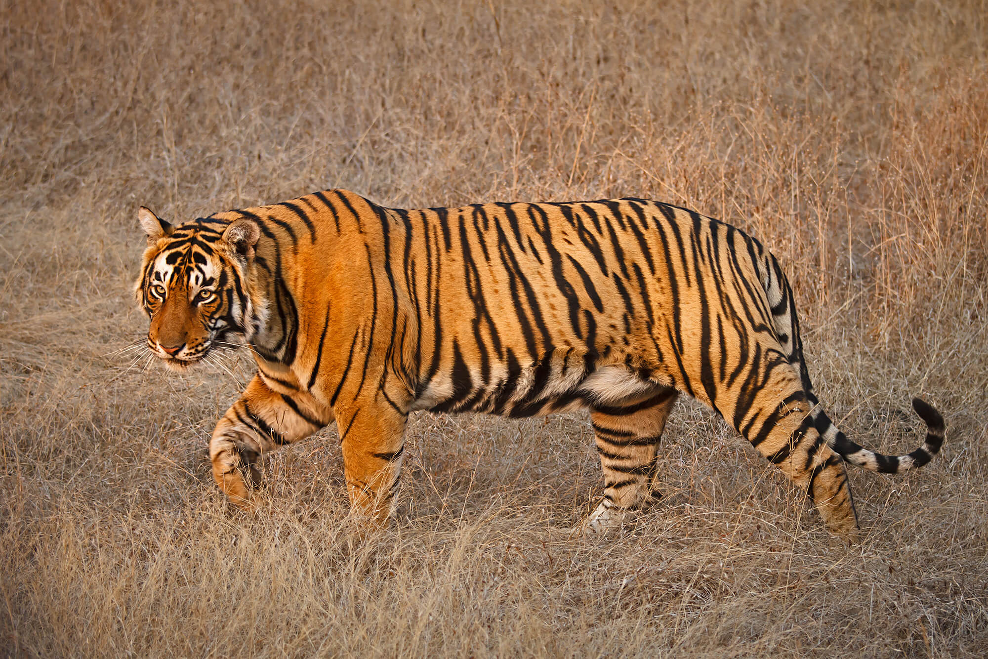 Tiger_Rbore_MG_0266