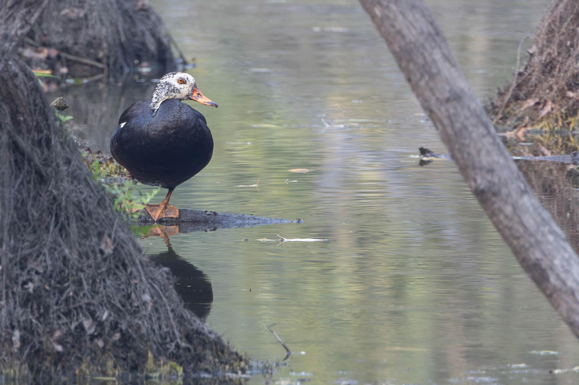 White-winged duck NE