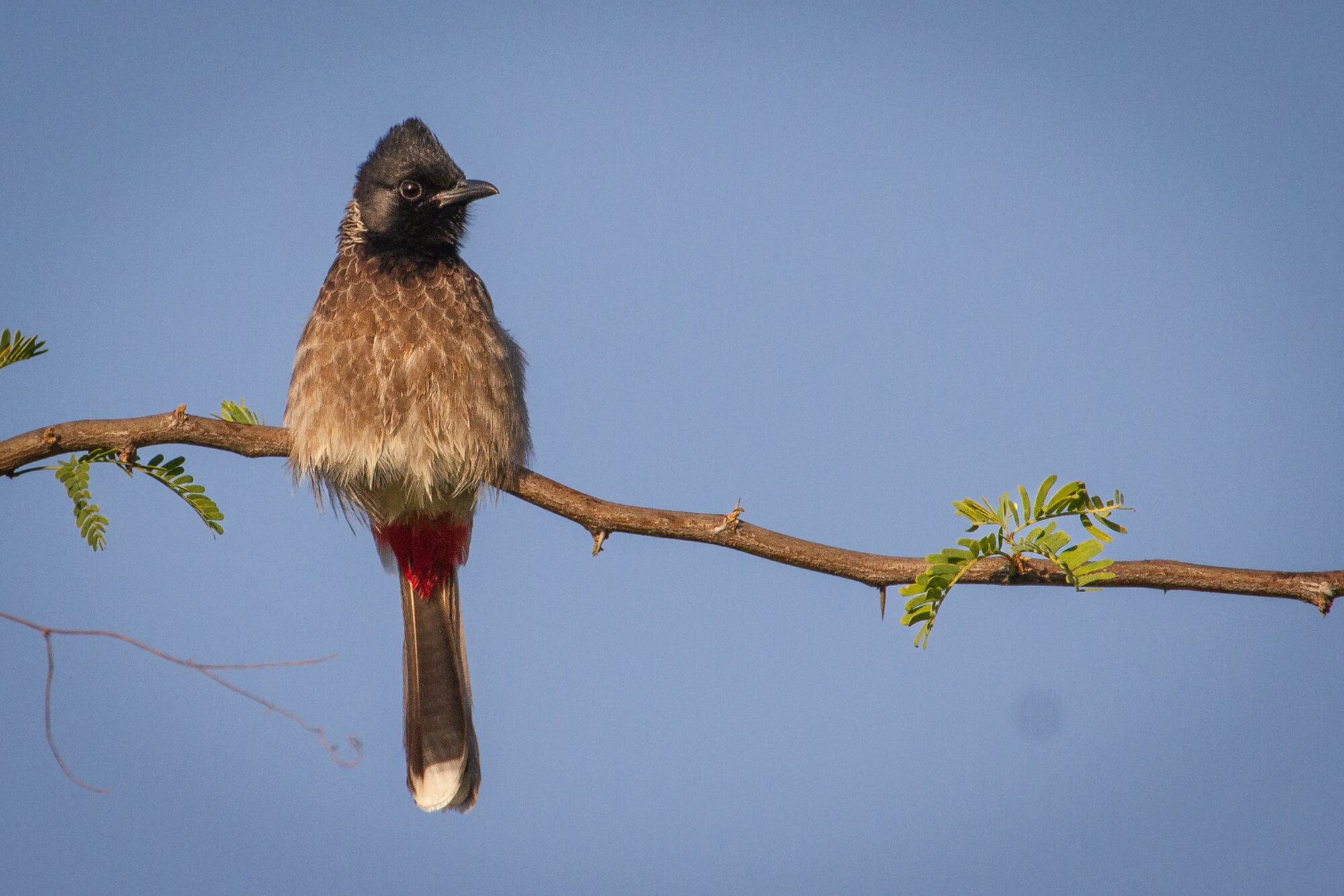 monsoon birding 3