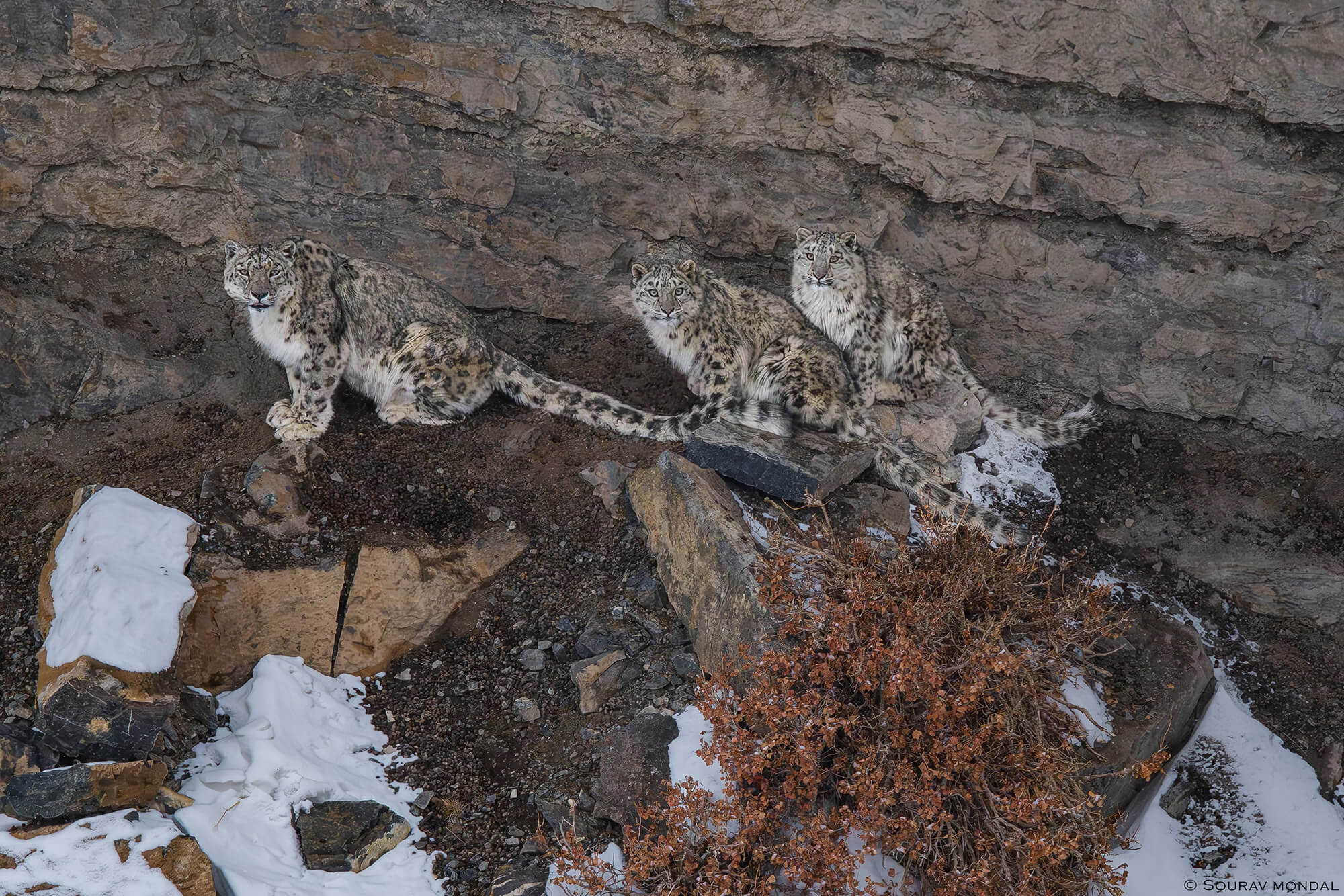 snow leopard tour 2