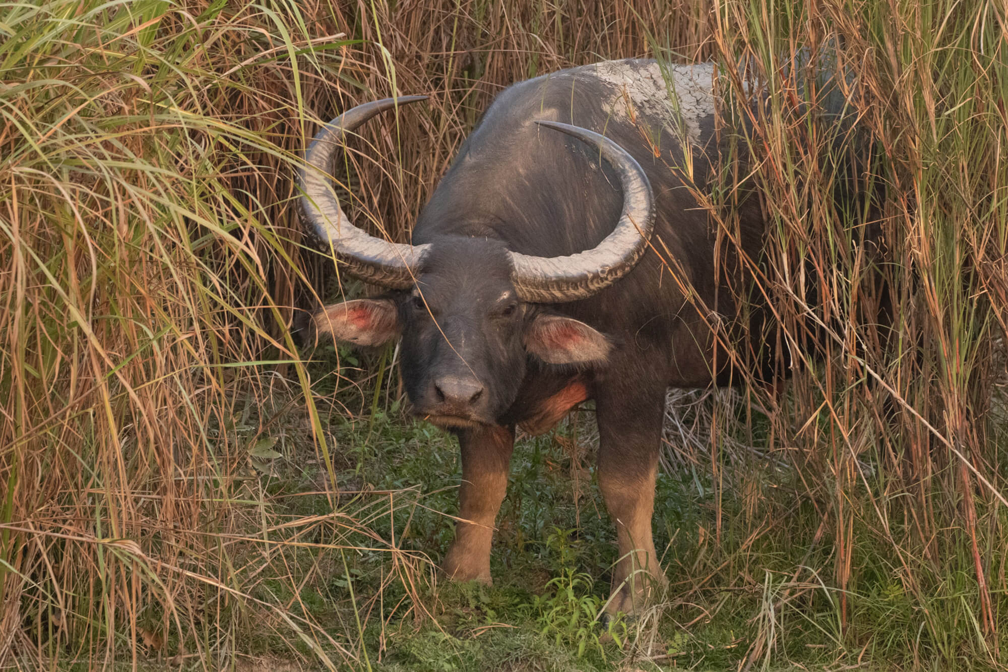 sundarbans 1