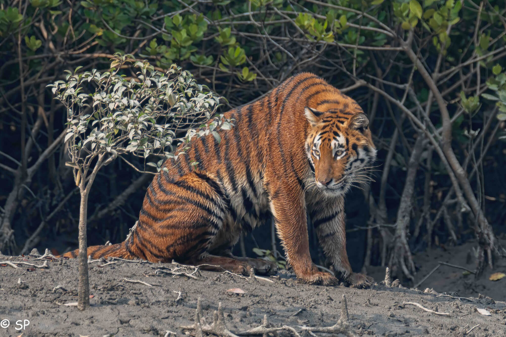 sundarbans 2