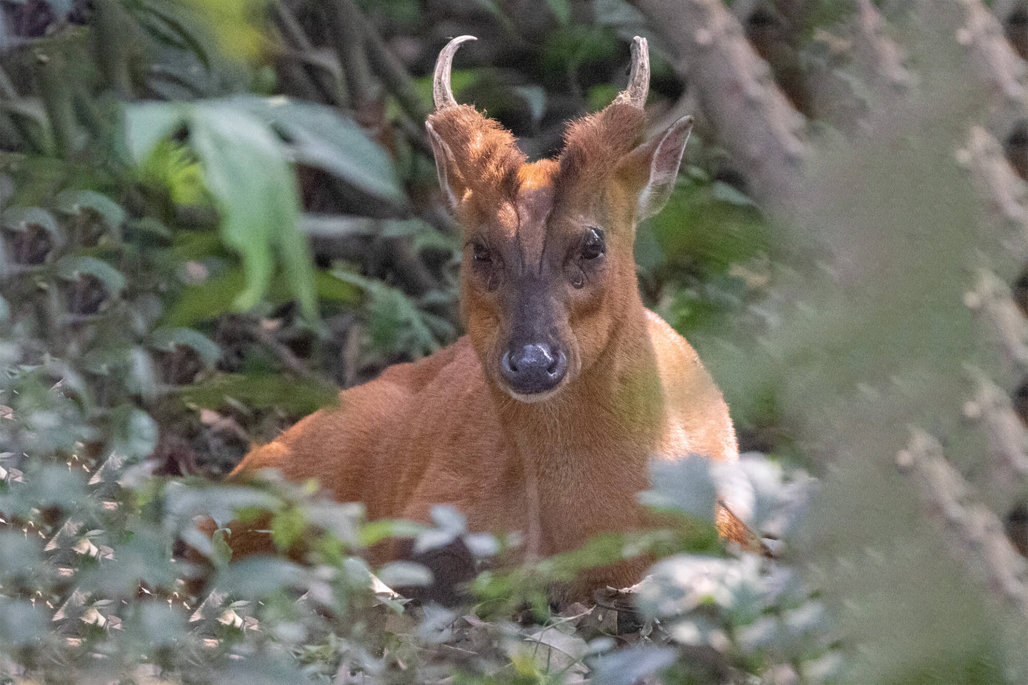 sundarbans 3